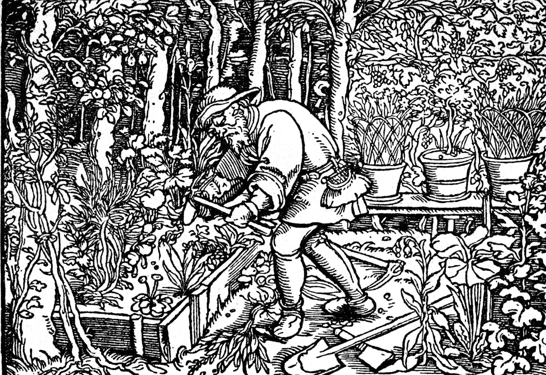 Magazine #12 Houtsnede Hans Weiditz_tuinman_INTERFOTO Alamy Stock Photo-min